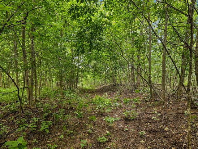Land for sale in Gipsonville, Lynnville