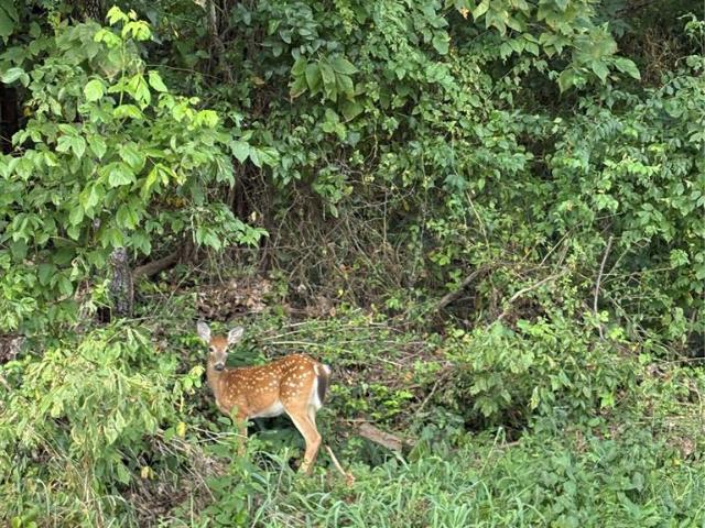 Land for sale in Gasconade, Missouri