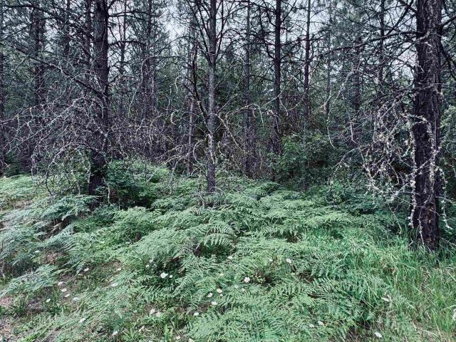 Land for sale in Weippe, Idaho