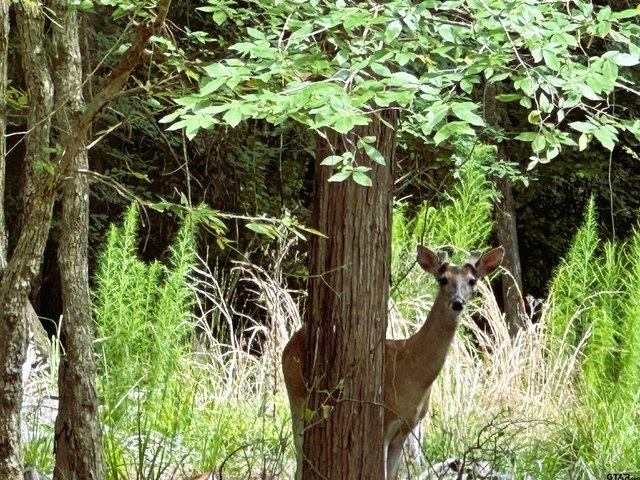 Land for sale in Franklin, Texas