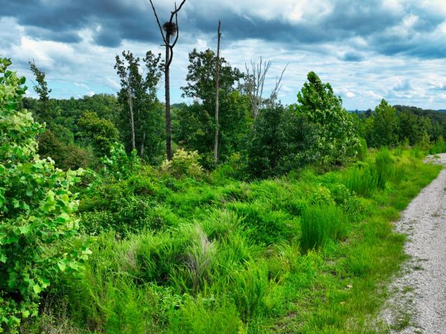 Land for sale in Tennessee