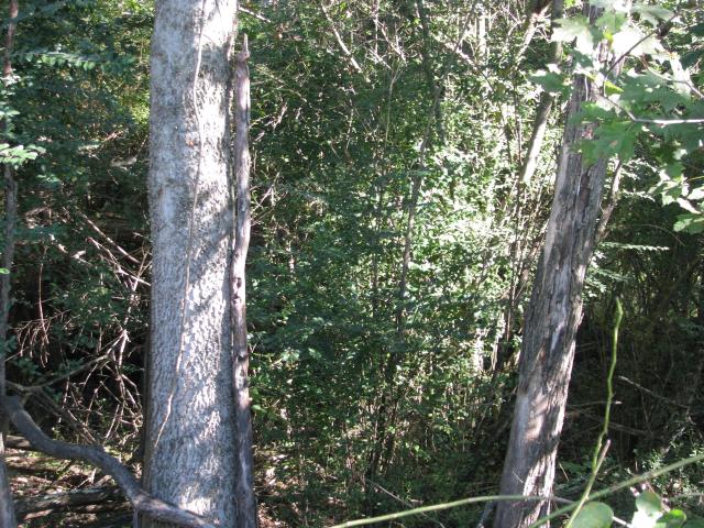 Land for sale in Tennessee