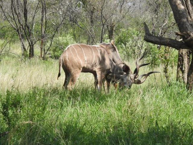 Property for sale in Limpopo