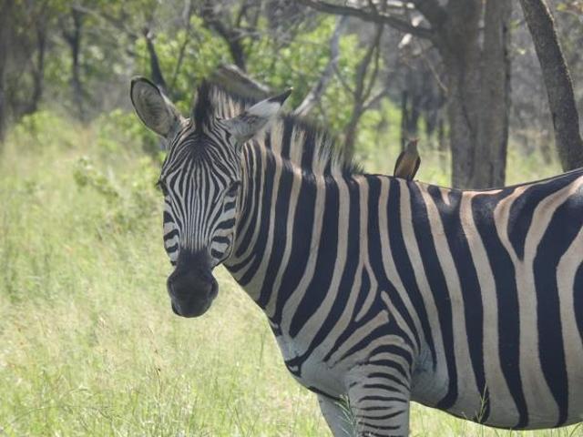 Property for sale in Limpopo