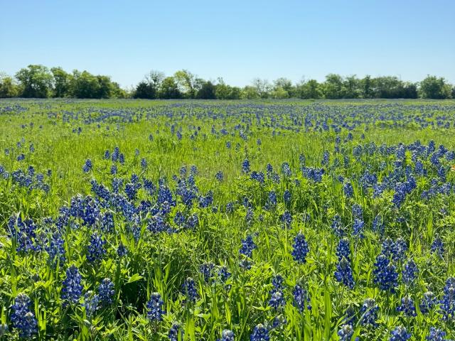 Land for sale in Penelope, Texas