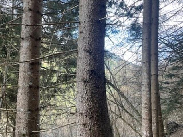Landwirtschaft kaufen in Laßnitz bei Murau, Steiermark