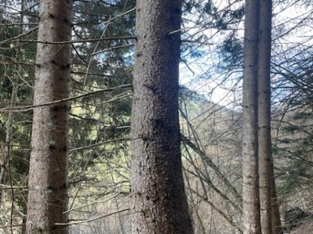 Landwirtschaft kaufen in Laßnitz bei Murau, Steiermark