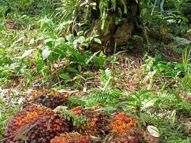 Property for sale in Selangor