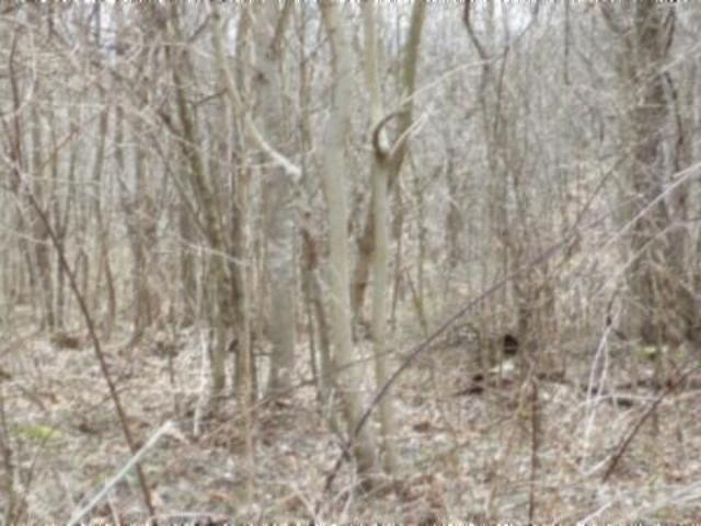 Land for sale in Greenwood, Gainesboro