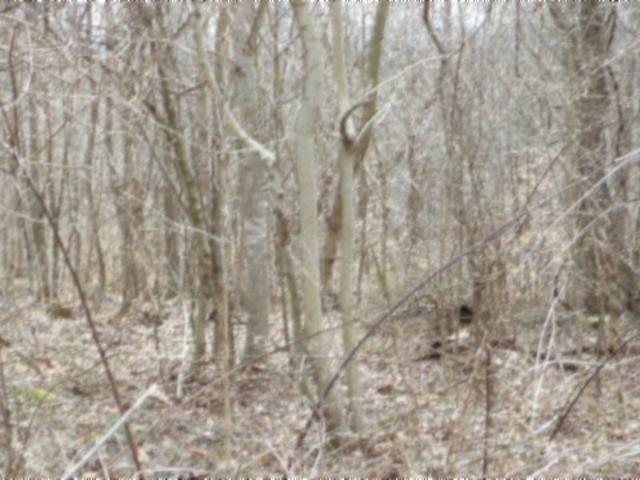Land for sale in Greenwood, Gainesboro