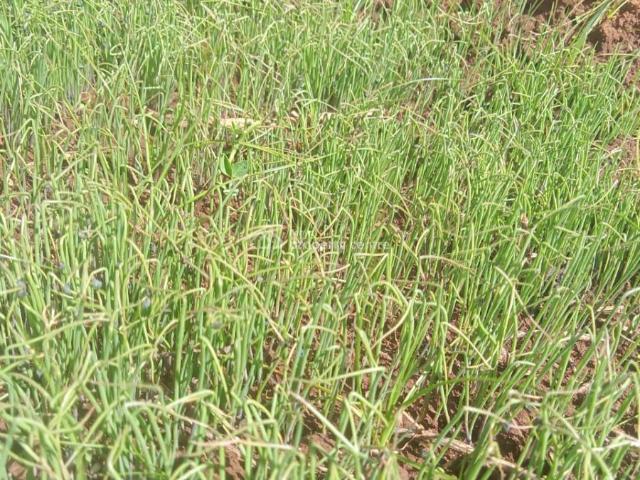 Property for sale in Buuri, Tigania