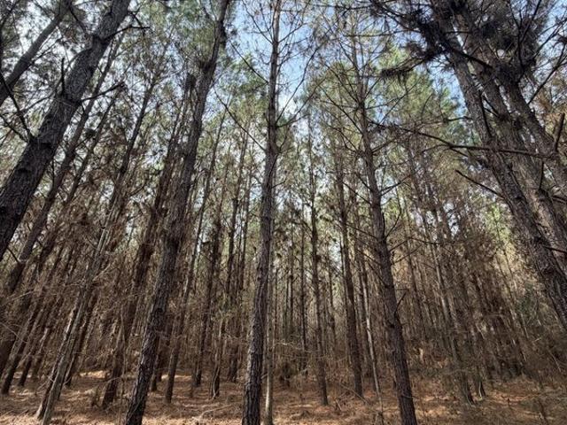 Land for sale in New Brockton, Alabama