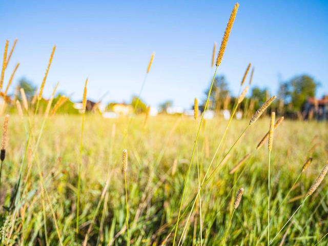 Immobilie kaufen in Wolfern, Oberösterreich