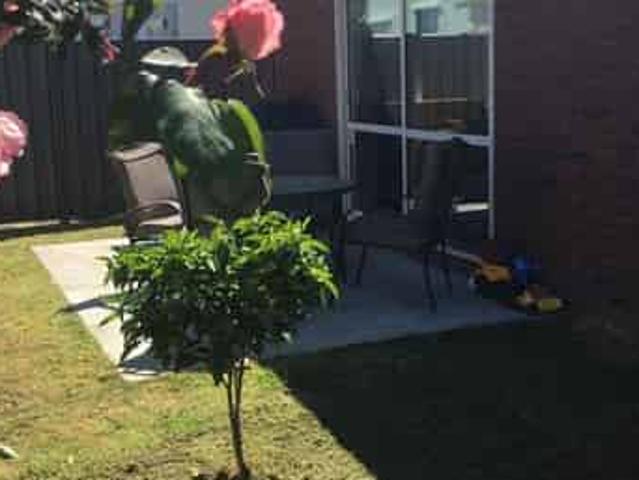 House for rent in Napier