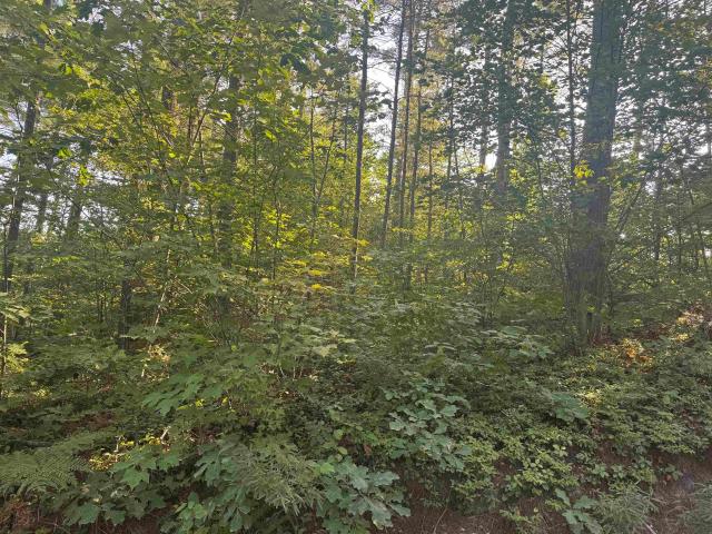 Land for sale in Ossipee, Carroll County
