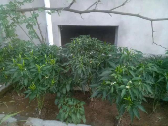 Property for rent in Islamabad