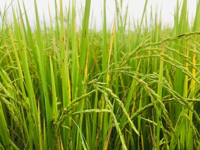 Land for sale in Narowal, Islamabad Capital Territory