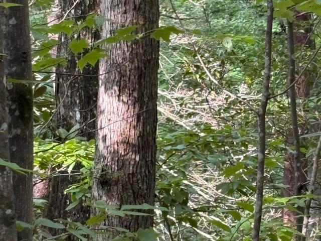 Land for sale in Tennessee