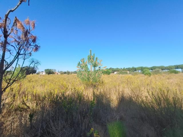 Terreno venda em Lagoa do Calvo, Palmela