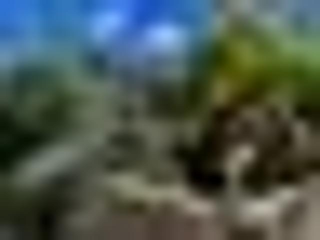 House for rent in Gungahlin, Amaroo