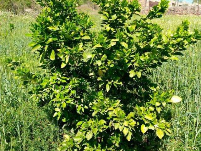 Land for sale in Islamabad