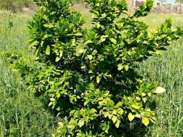 Land for sale in Islamabad