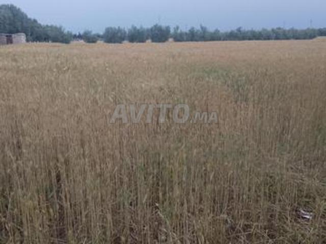 Propriété vente à Ain Taoujdat
