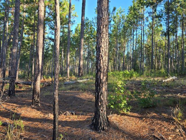 Land for sale in Adrian, Georgia