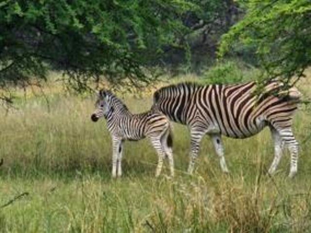Land for sale in Limpopo