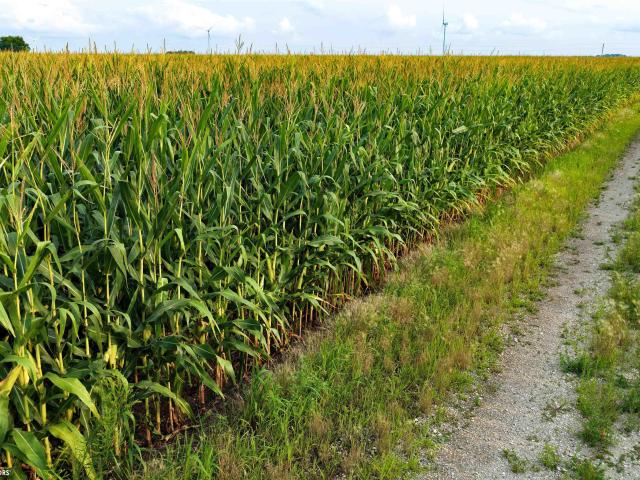 Land for sale in Pocahontas, Iowa