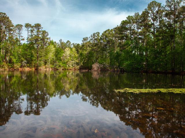 Land for sale in Harlem, Georgia