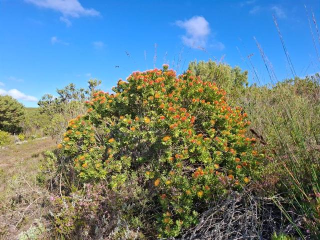 Farm for sale in Groot Brak Rivier, Western Cape