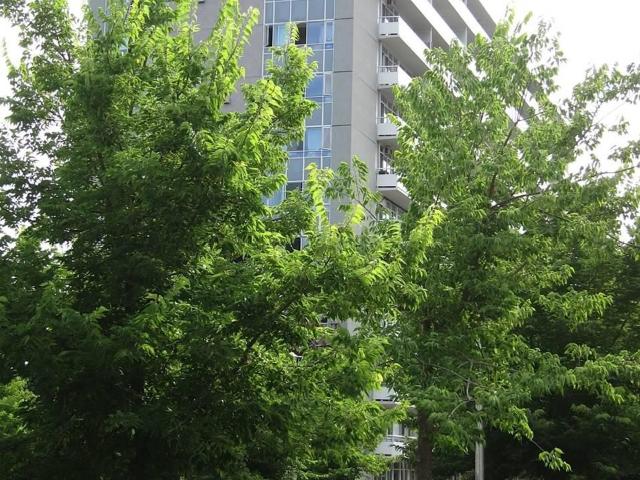 Apartment for rent in Woburn, Ontario