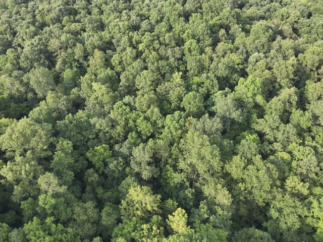 Land for sale in Brooksville, Bracken County