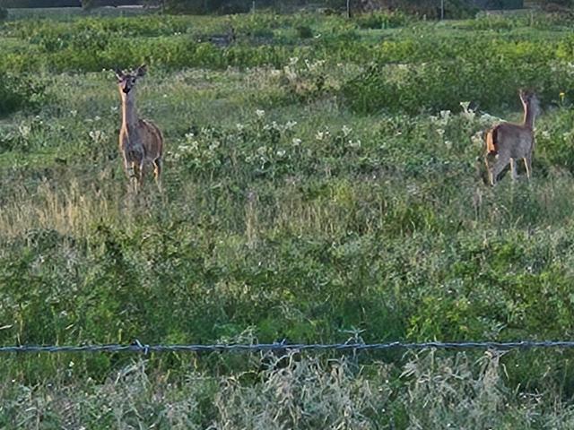 Land for sale in Goliad, Texas