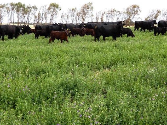 Cottage for sale in Meningie, South Australia