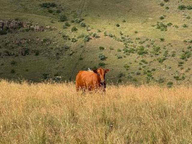 Farm for sale in Rosendal, Free State