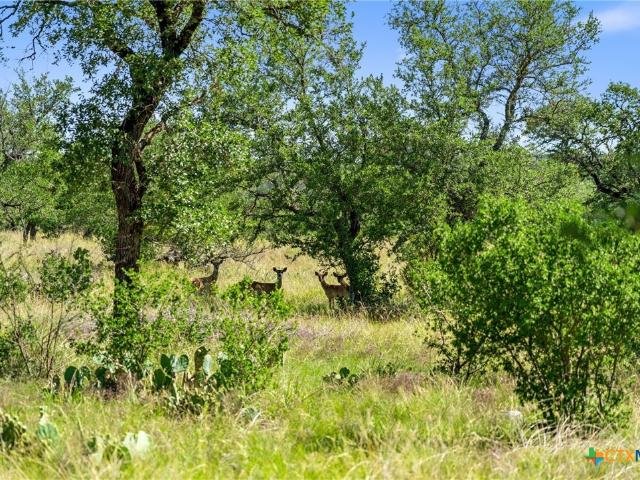 Farm for sale in Blanco, Texas
