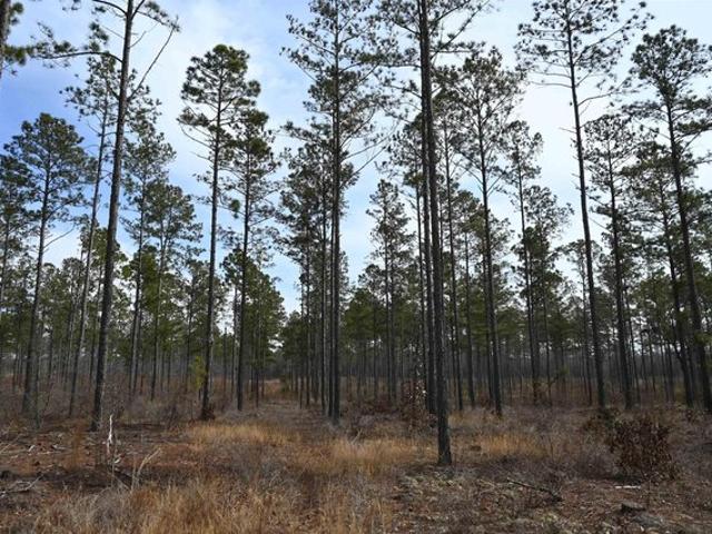 Land for sale in Camden, South Carolina