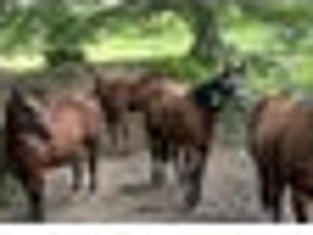 Land for sale in Northland