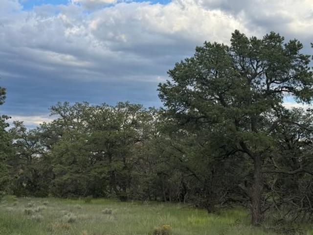 Land for sale in Fence Lake, New Mexico