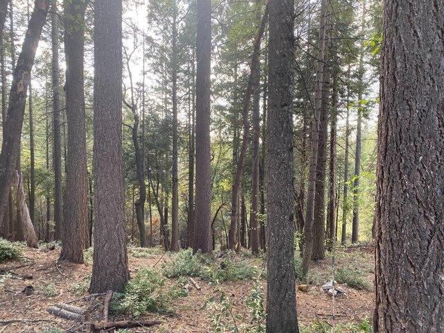 Land for sale in Butte, California