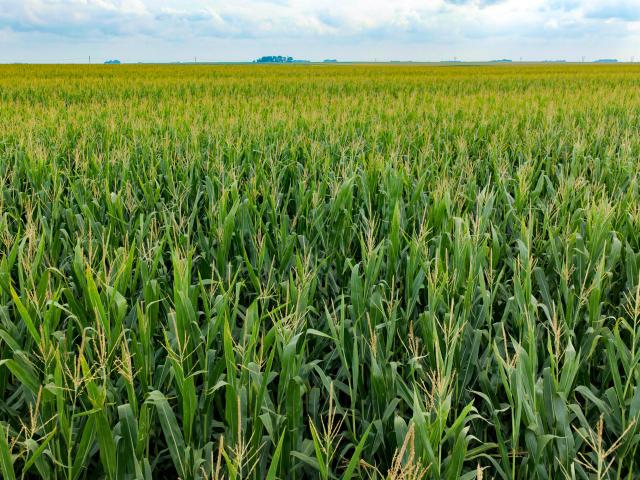 Farm for sale in Pocahontas, Iowa