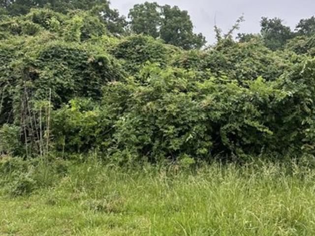 Land for sale in Selmer, West Tennessee