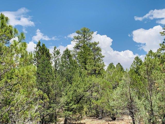 Land for sale in Happy Jack, Arizona