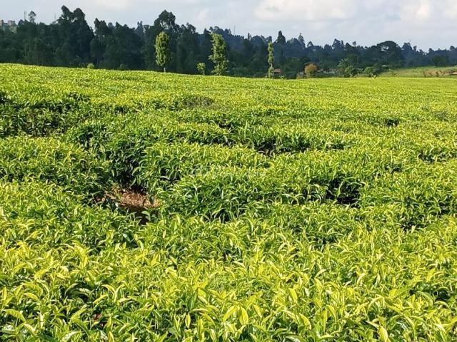 Land for sale in Kiambaa, Kiambu
