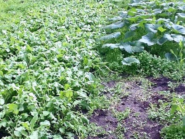 Land for sale in Marblemount, Washington