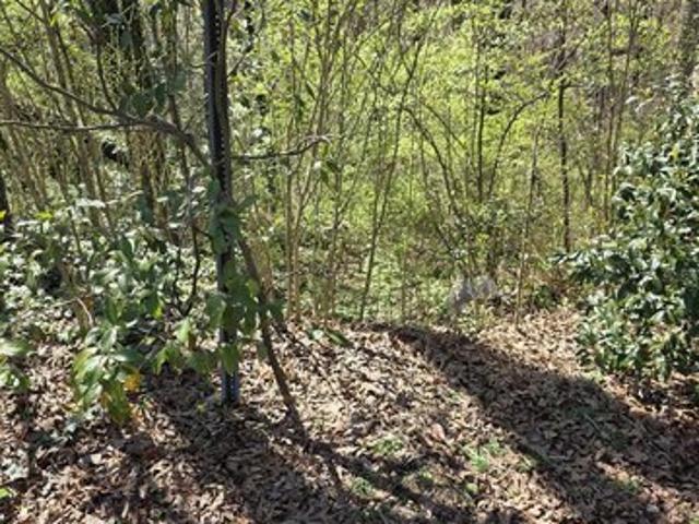 Land for sale in Center Point, Alabama