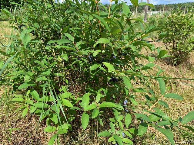 Land for sale in Fine, New York