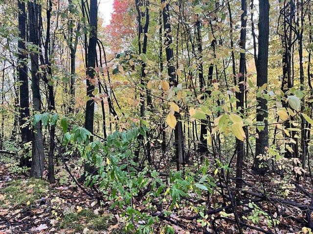 Land for sale in Sand Lake, Michigan